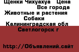 Щенки Чихуахуа › Цена ­ 12000-15000 - Все города Животные и растения » Собаки   . Калининградская обл.,Светлогорск г.
